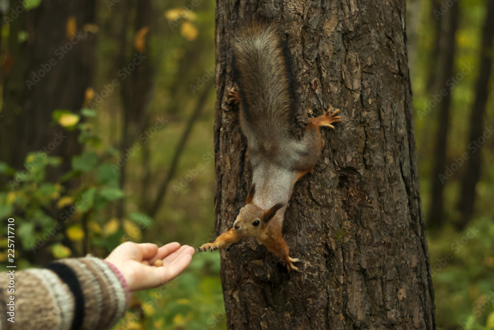 funny red squirrel, sitting on a tree, with his paw reaches for a woman's hand, on which lies a nut
