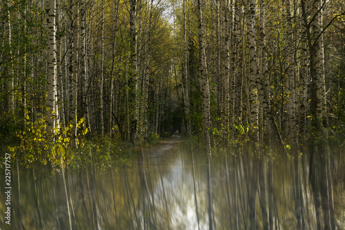 surreal landscape with autumn birch grove reflected in a blurred mirror surface