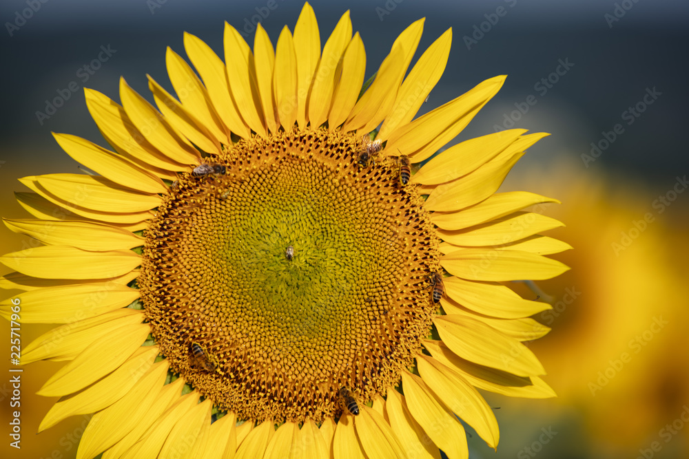 Obraz premium yellow sunflowers background 