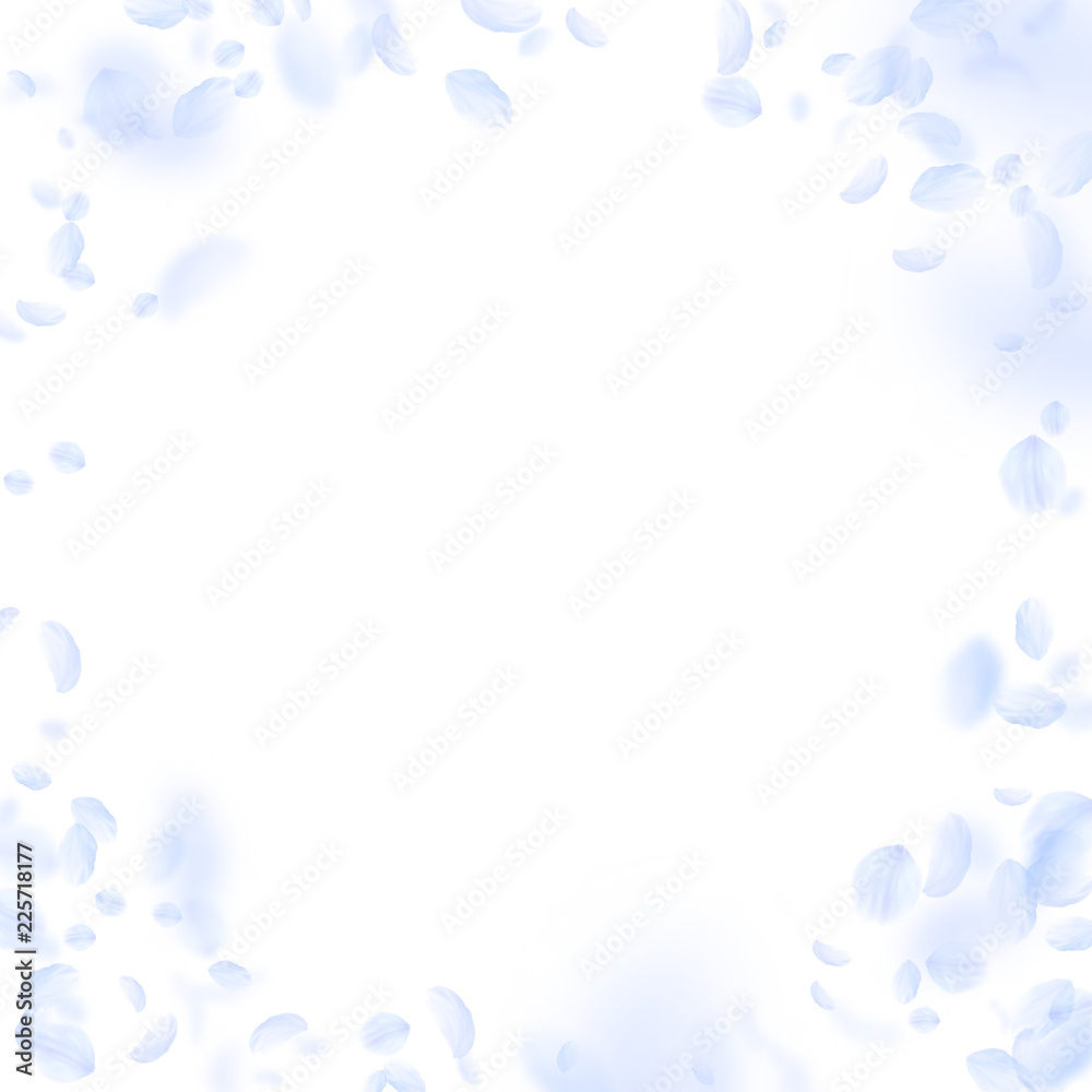 6736986 Light blue flower petals falling down. Excellent romantic flowers vignette. Flying petal on white sq