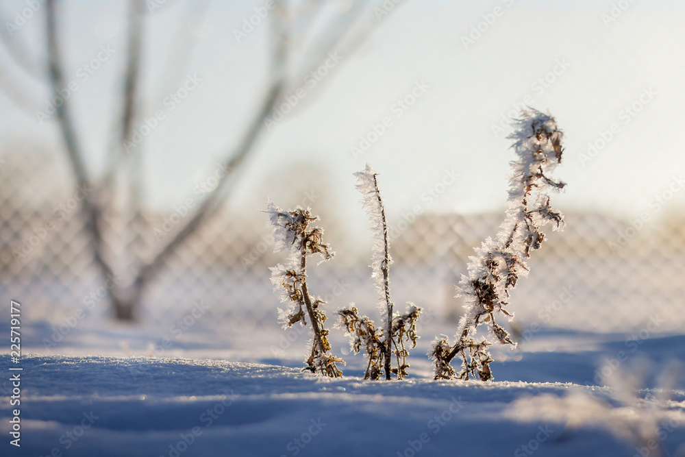 Dry branch, covered with fluffy frost, against the sun in the winter morning in the garden_ Dry branch, covered with fluffy frost, against the sun in the winter morning in the garden_