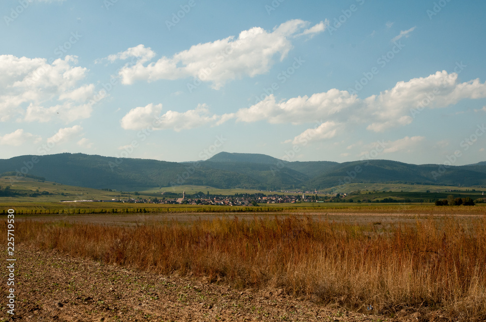 French vineyards