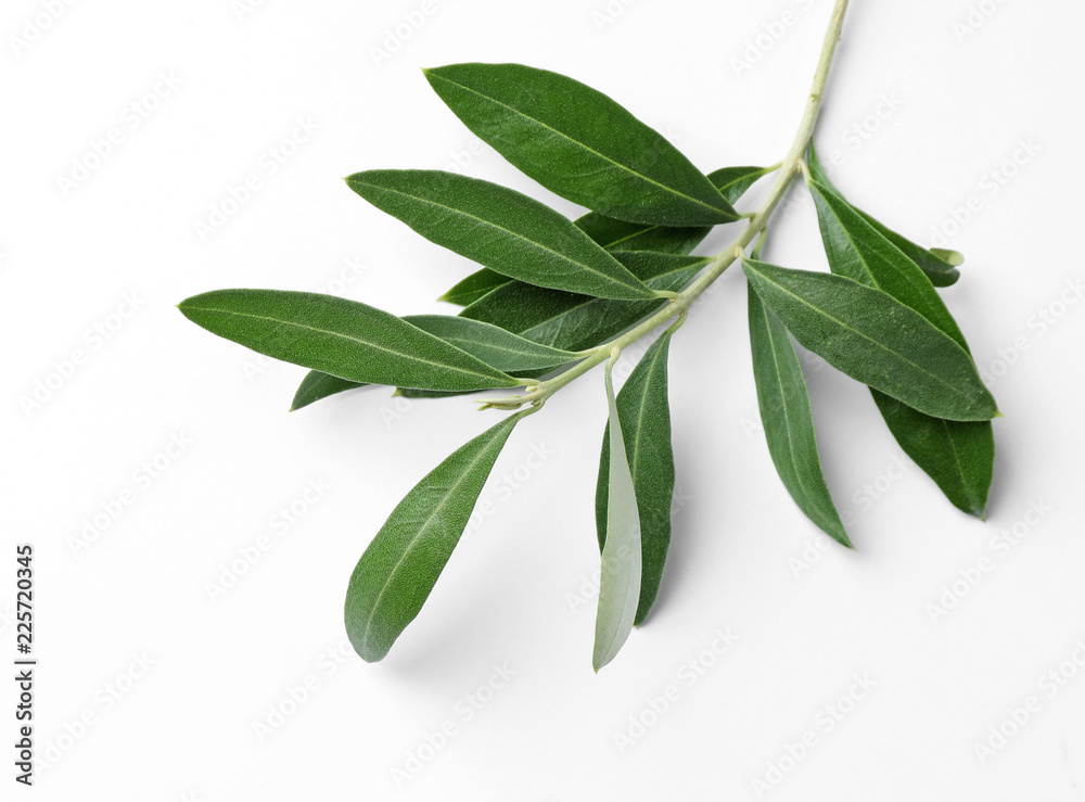 Twig with fresh green olive leaves on white background