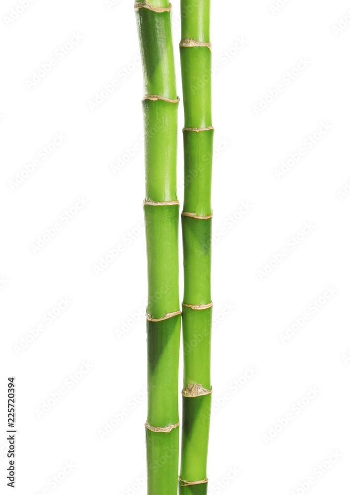 Fototapeta premium Beautiful green bamboo stems on white background
