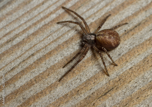 Philodromus species spider photo