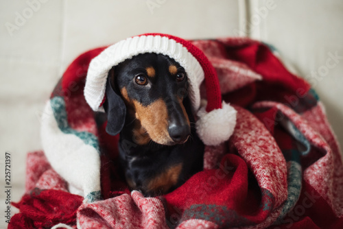 Fototapeta Naklejka Na Ścianę i Meble -  Dachshund, pure bred miniature dog in Santa hat, Chritmas time, holidays, selective focus