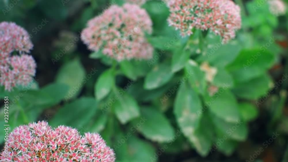 hylotelephium in the garden pink flowers useful plant hylotelephium in the garden pink flowers useful plant