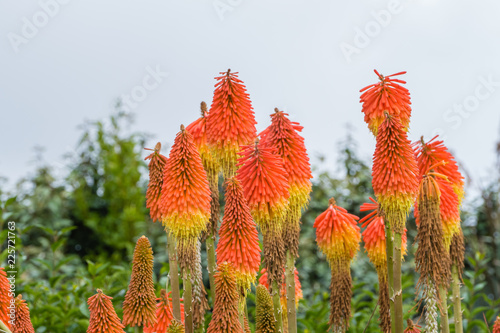 Orange Fackellilien Irland Torch Liliy Ireland photo