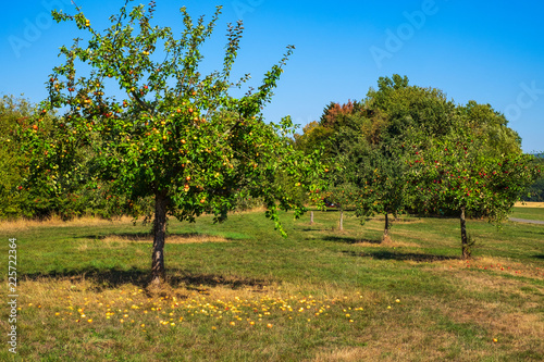Streuobstwiese mit Apfelbäumen und Fallobst