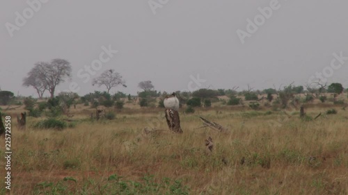 a kori bustard bird puffs up his neck in a nuptial display. photo