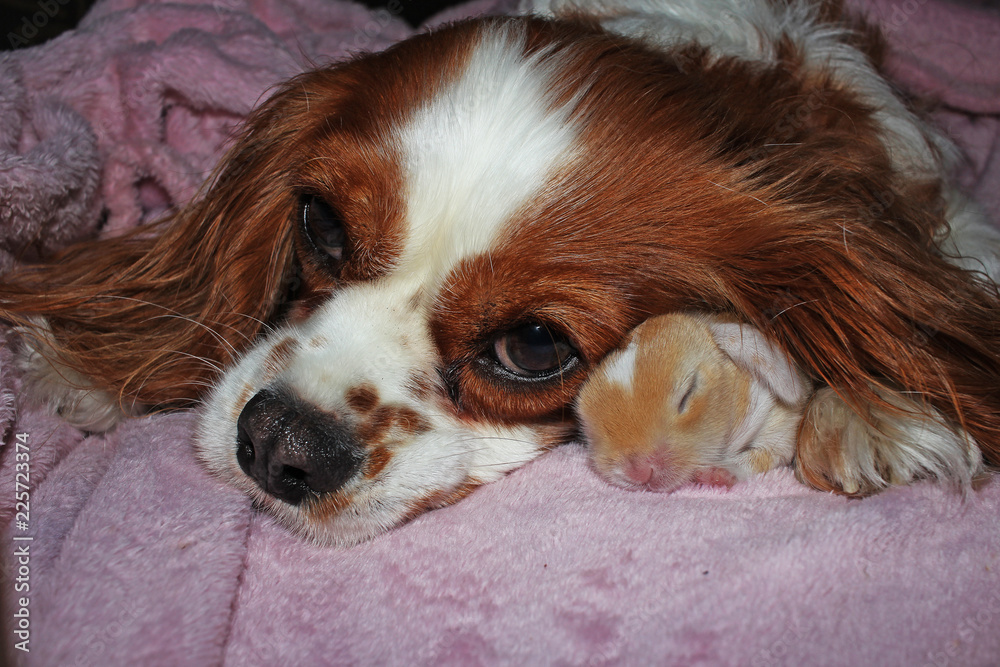 Dog and baby rabbit together. animal friendship. Cute animals. Dog and baby rabbit together. animal friendship. Cute animals.