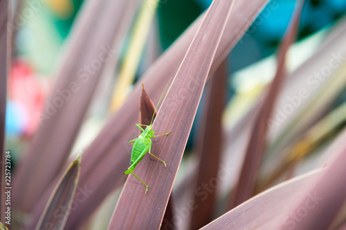 Grasshopper on a plant outside in natural daylight