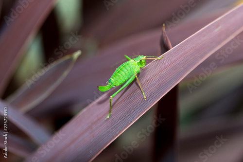 Grasshopper on a plant outside in natural daylight