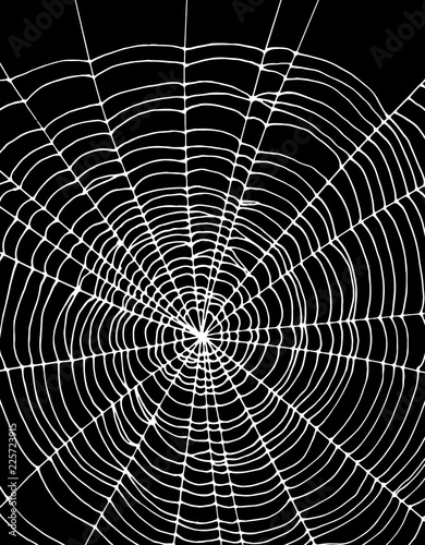 Simple White Spider Web Vector Illustration. Black Background. Lovely Halloween Layout.
