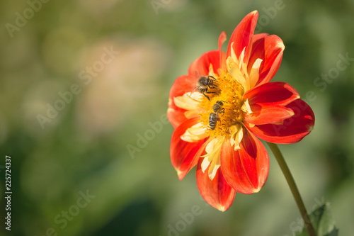 Fototapeta Naklejka Na Ścianę i Meble -  Halskrausen Dahlie (Asteraceae) wird von zwei Bienen bestäubt.
