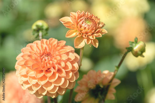 Fototapeta Naklejka Na Ścianę i Meble -  Orange Ball Dahlie (Asteracea) blüht an einem Morgen im Spätsommer.