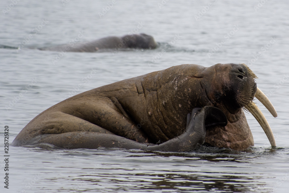 Fototapeta premium Walrus in the Water