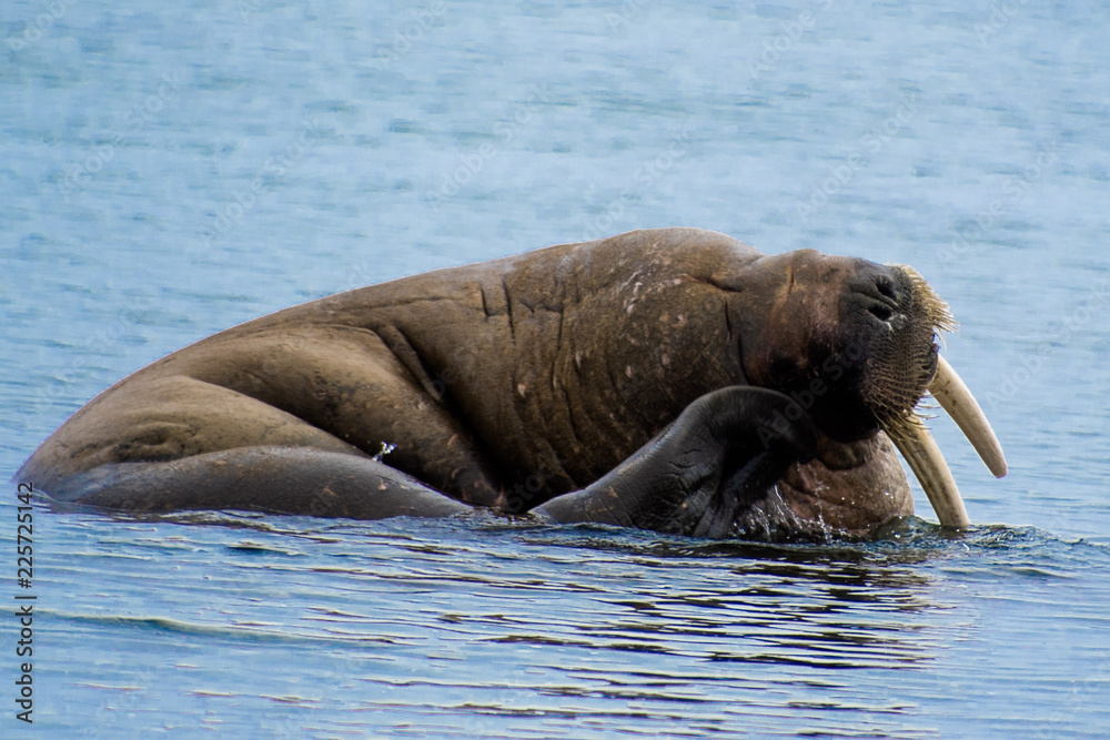 Fototapeta premium Walrus in the Water