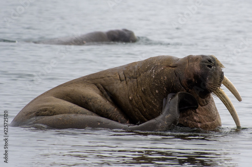 Walrus in the Water