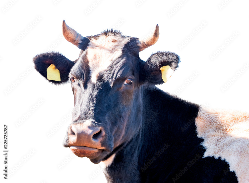 White and black cow isolated on white background