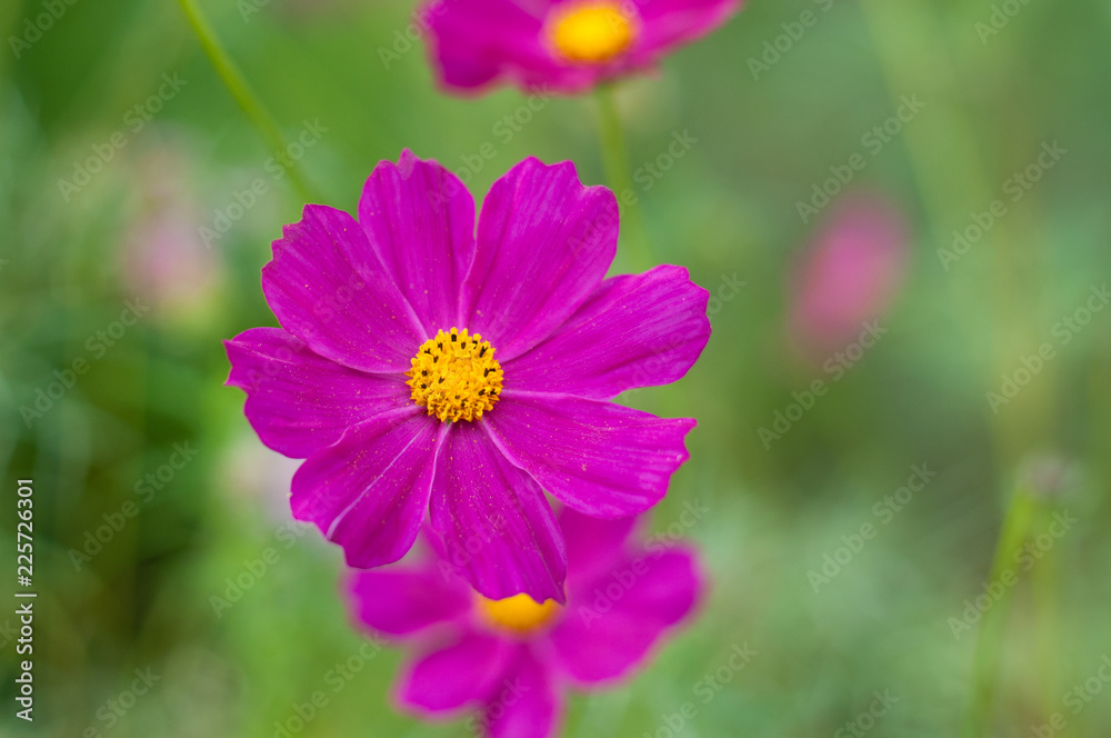 Kosmeya flower. Spring, summer background, pink flower on a background of green grass. Kosmeya flower. Spring, summer background, pink flower on a background of green grass.