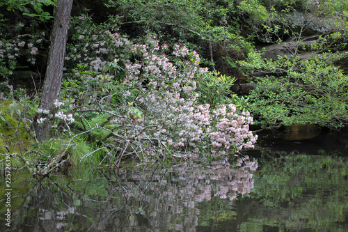 Tennessee Mountain Laurel. Mountain laurel in bloom along a Tennessee River in Pickett State Park. Jamestown, Tennessee. photo