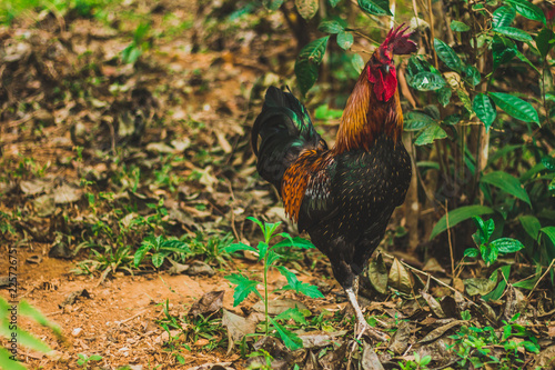 rooster on farm