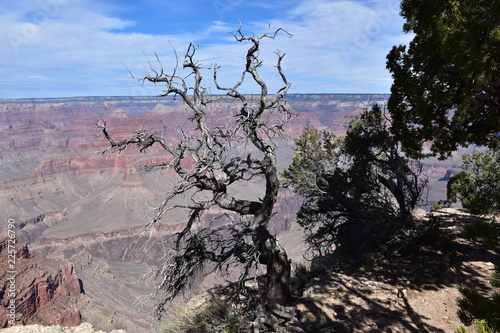 Grand Canyon Nature