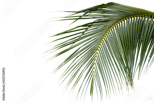 Palm leaves isolated on white