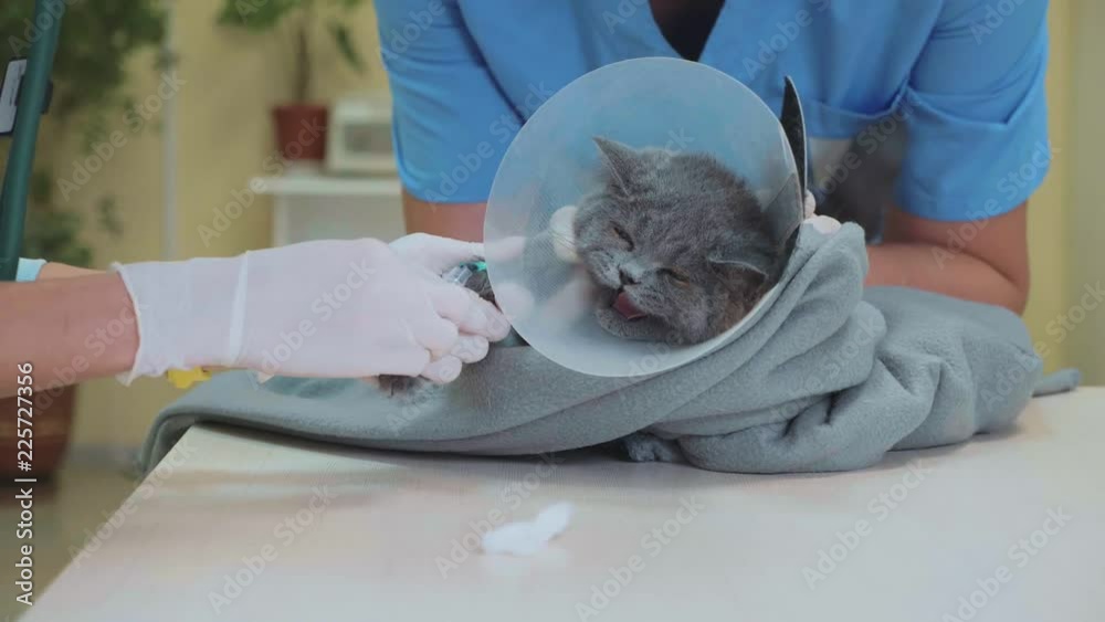 Veterinarian takes a blood from cat paw for test at veterinary clinic.