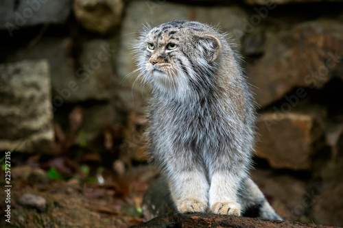 Canvas Print Manul or Pallas's cat, Otocolobus manul, cute wild cat from Asia.