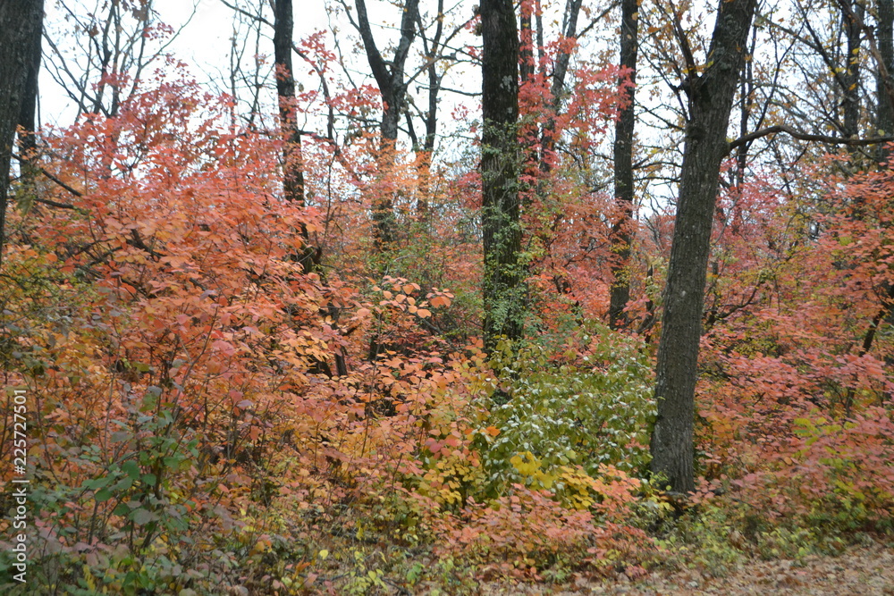 autumn in the park autumn in the park