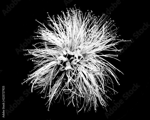 Black and white close-up of a bottle brush flower © Jeffry