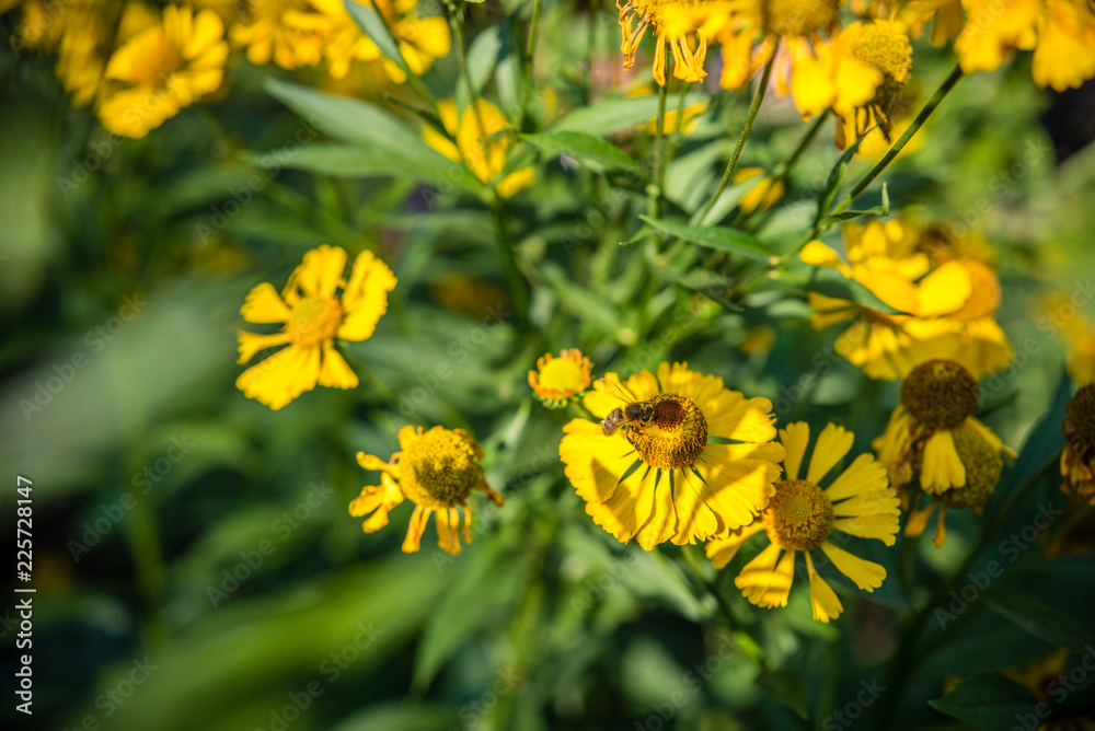 bee collects nectar from yellow flowers bee collects nectar from yellow flowers