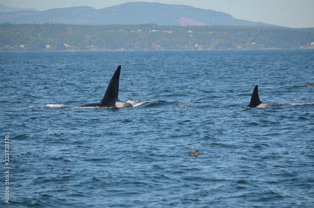 Fototapeta premium Orcas