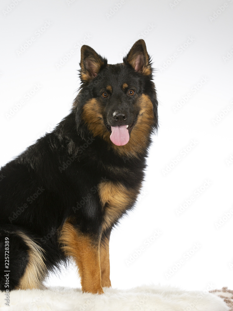 Bohemian shepherd dog portrait. Image taken in a studio Bohemian shepherd dog portrait. Image taken in a studio