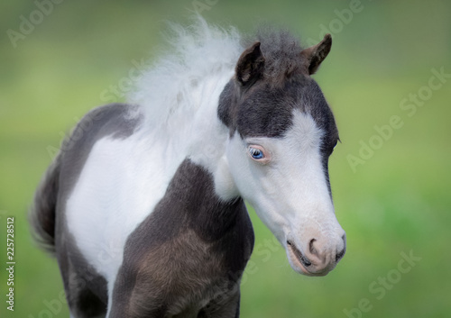 American Miniature Horse. Portrait close up of pinto foal with blue eyes.