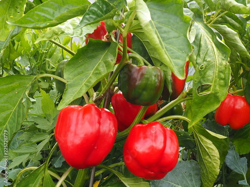 gelbe, rote und grüne paprika im Hausgarten 