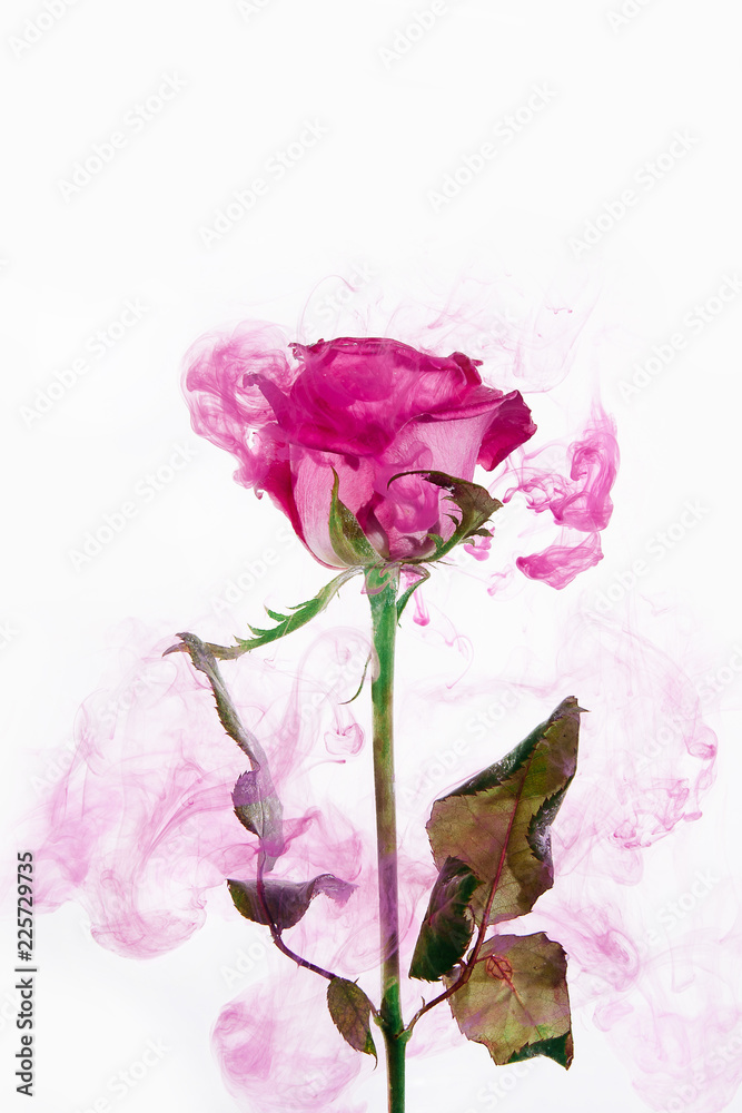 water color style abstract red rose white background acrylic inside water passion blood pink leaves green around water color style abstract red rose white background acrylic inside water passion blood pink leaves green around