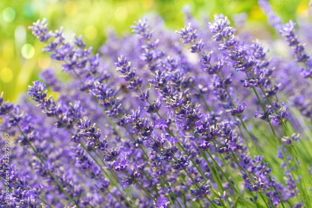 Naklejka premium Blue lavender flowers with defocused background