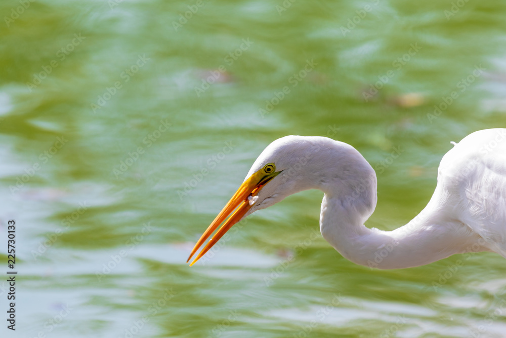 Heron Heron