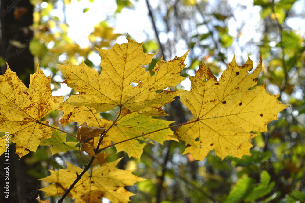 yellow maple leaves in autumn