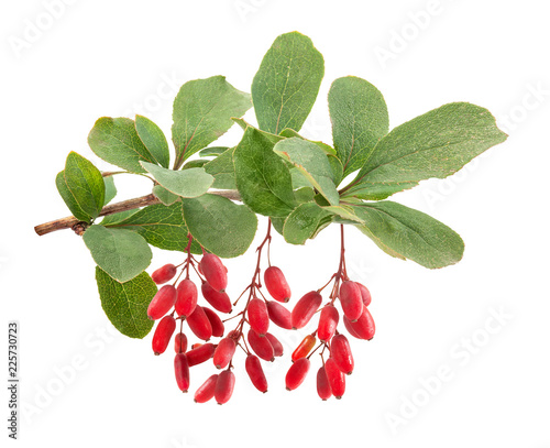 Branch of barberry