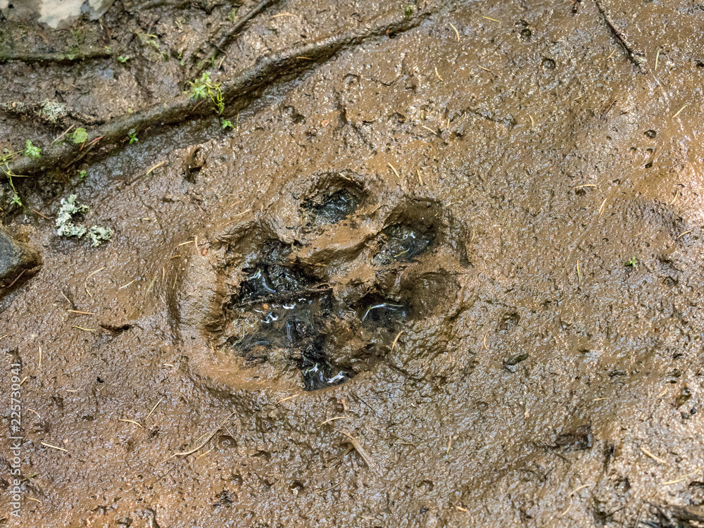 Obraz premium The trail of a great tiger in the mud. Tiger in wild summer nature. Action wildlife scene, danger animal.
