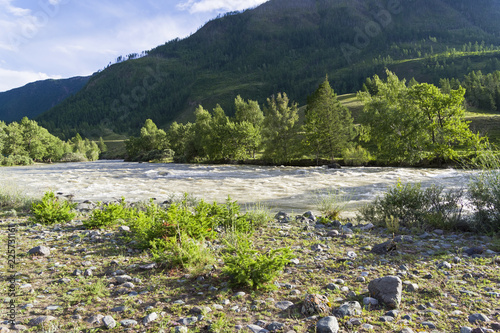 Small larch on the river bank. Altai. Russia photo