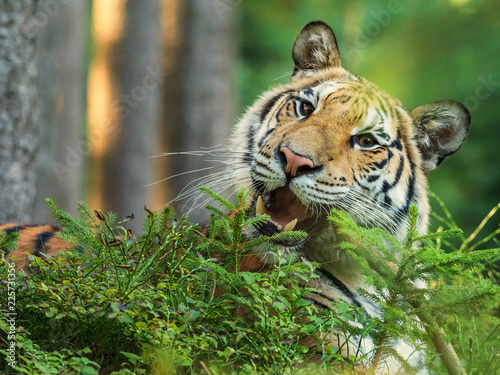 Siberian tiger showing its teeth. Action wildlife scene, danger animal.