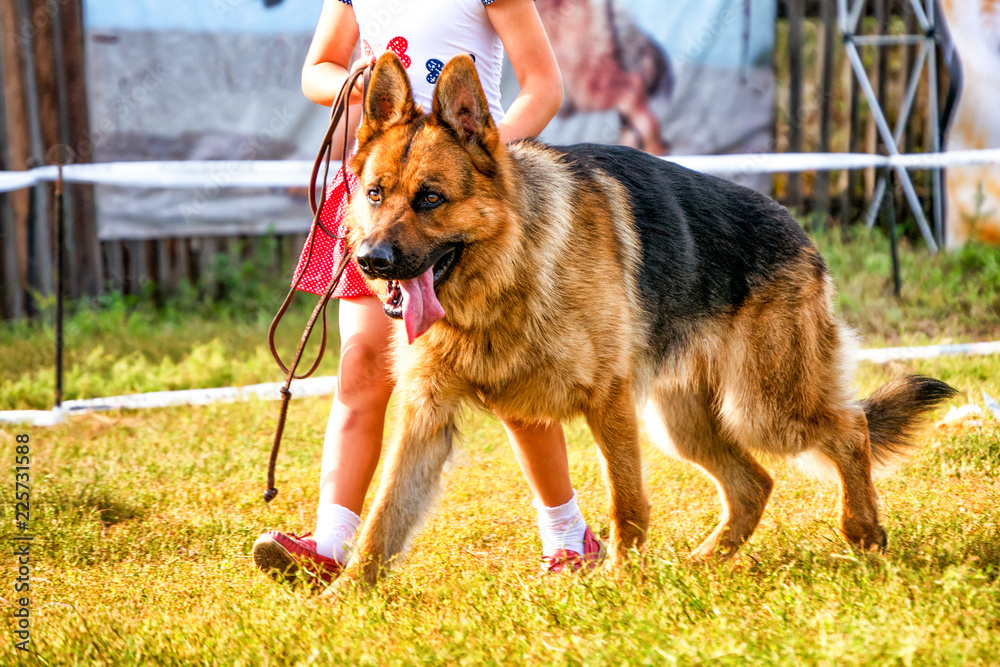 Little girl with big sheepdog at dog show. Little girl with big sheepdog at dog show.