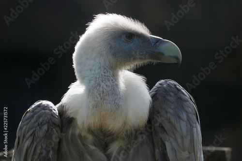 Head of a griffon vulture  gyps fulvus  in profile view shining in the bright sunlight