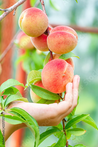 Hand rips a ripe peach from a tree