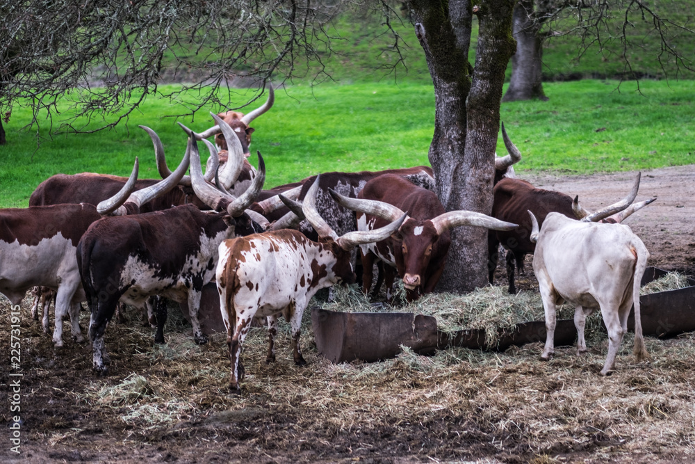 African cows with massive horns grazing in captivity - watusi African cows with massive horns grazing in captivity - watusi